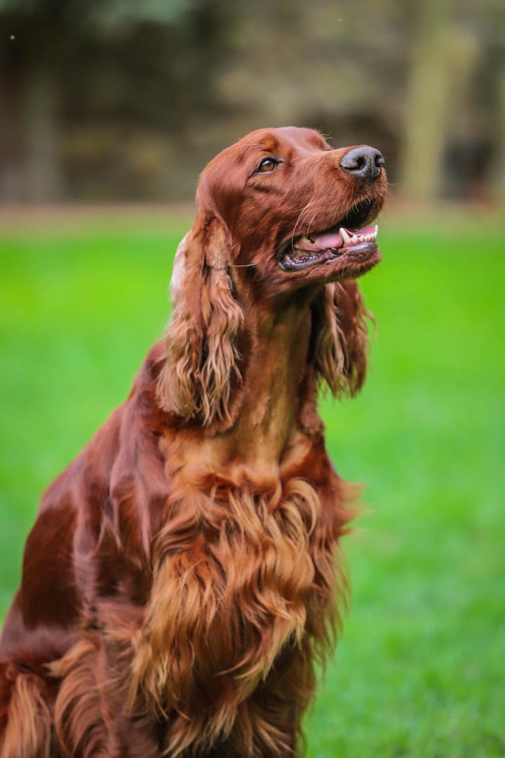 Carmen