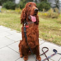Apollo