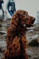 Apollo