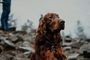 Apollo