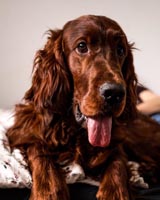 Apollo