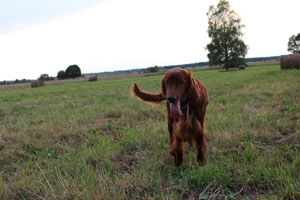 Fibi