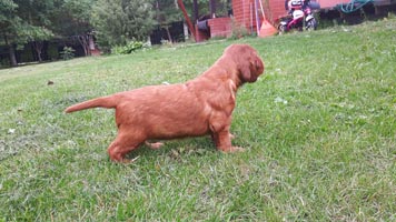 Fibi