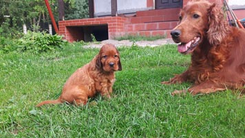 Fibi