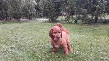 Fibi