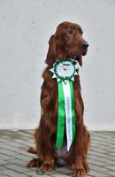 Fibi