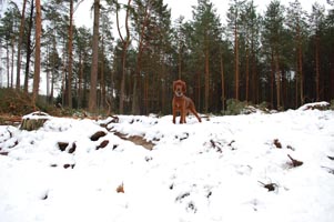 Fibi