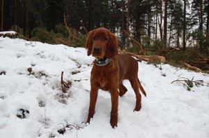 Fibi