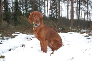 Fibi