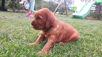 Fibi