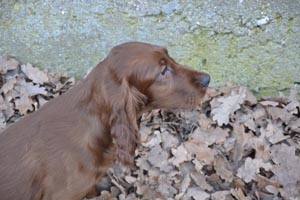 Lilu