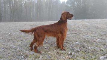 Lilu