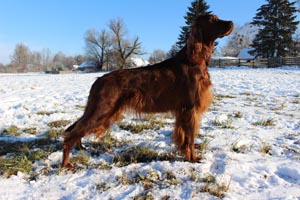 Lilu