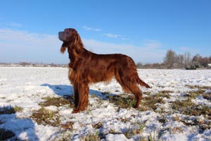 Lilu