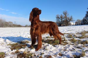 Lilu