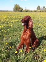 Lilu