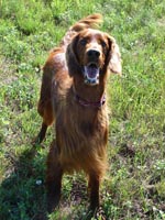 Milka