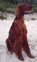 Shila