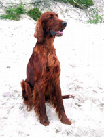 Shila