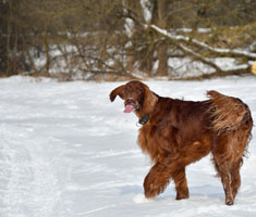 Shila