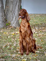 Shila