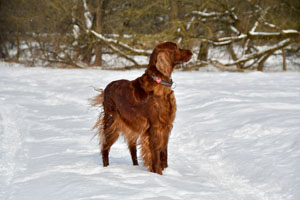 Shila